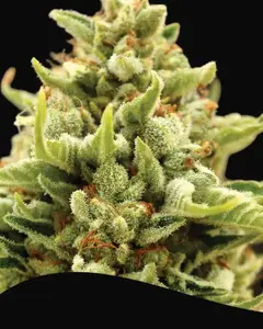 Banana Kush Auto