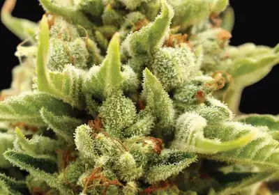 Banana Kush Auto