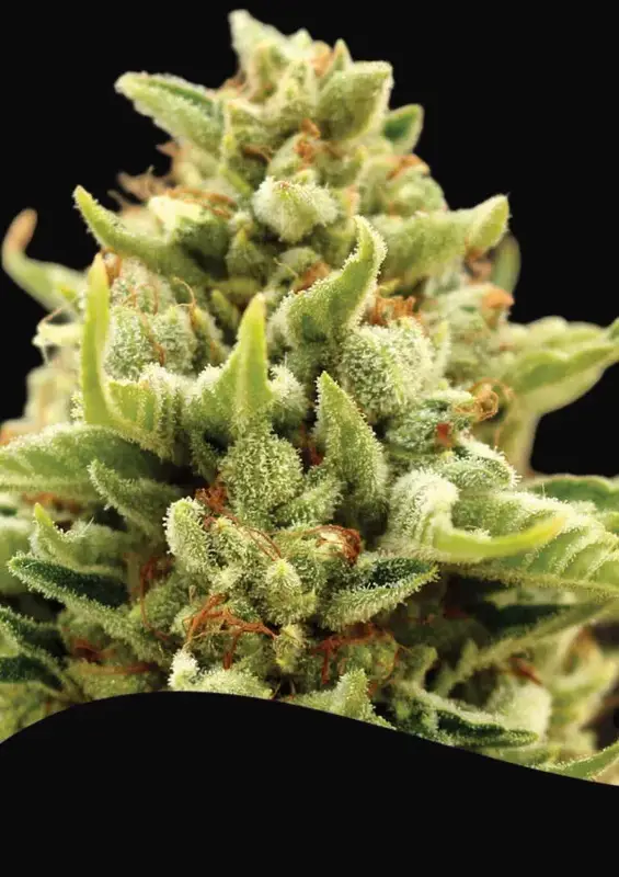 Banana Kush Auto