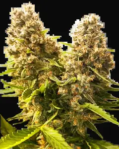 Banana Kush Cake Automatic