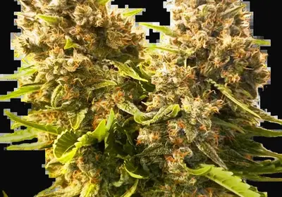 Banana Kush Cake Automatic