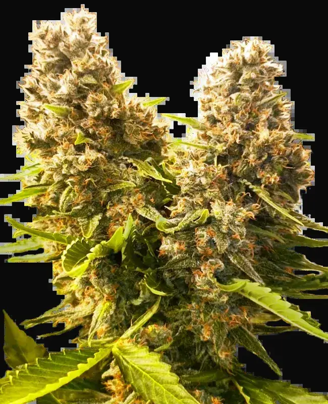 Banana Kush Cake Automatic