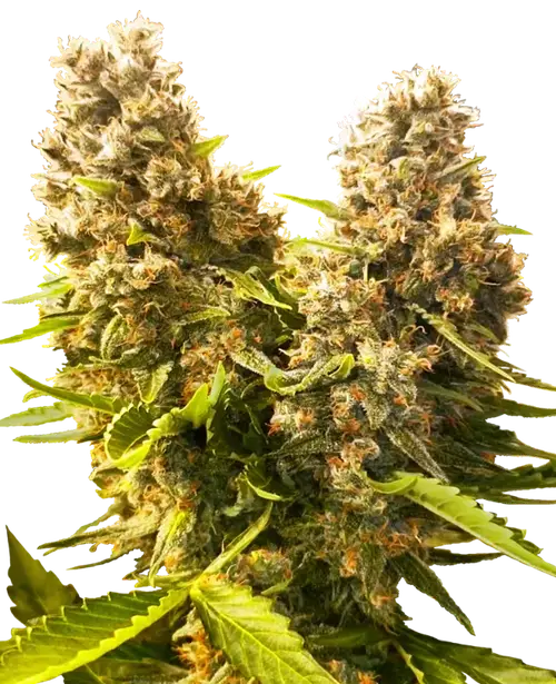 Banana Kush Cake Automatic