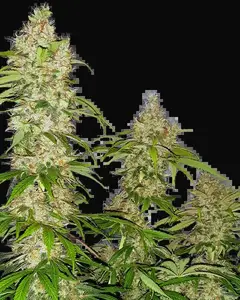 Banana Kush Cake Feminized
