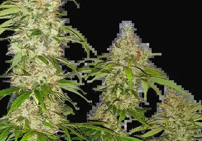 Banana Kush Cake Feminized