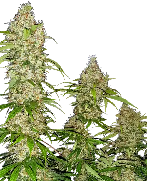Banana Kush Cake Feminized