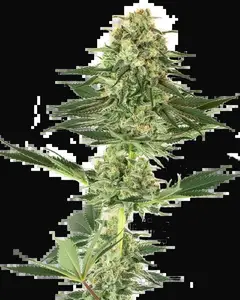 Banana Kush Feminized