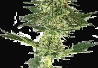 Banana Kush Feminized