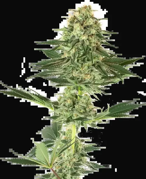Banana Kush Feminized