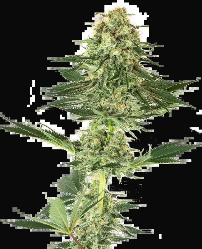 Banana Kush Feminized
