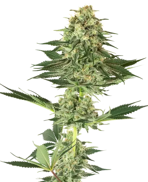 Banana Kush Feminized