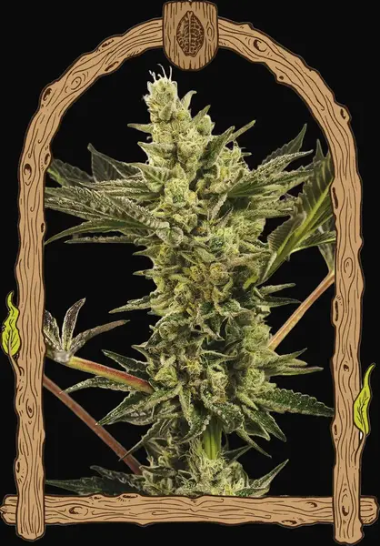 Banana Mash Auto