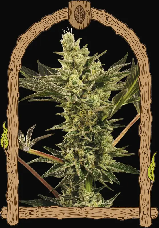 Banana Mash Auto