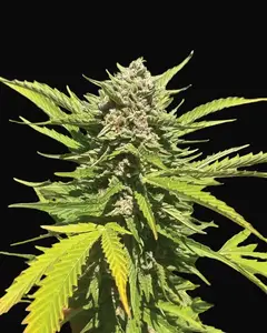 Banana Melt