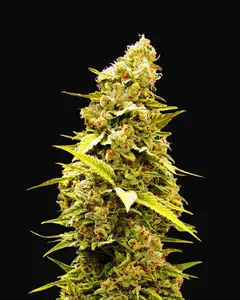Banana Monkey