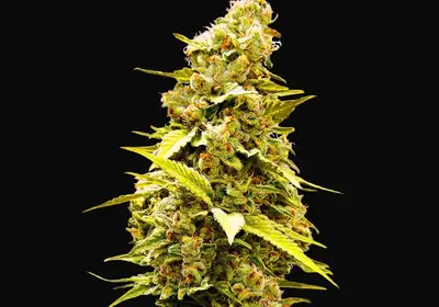 Banana Monkey