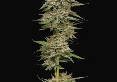 Banana OG Auto