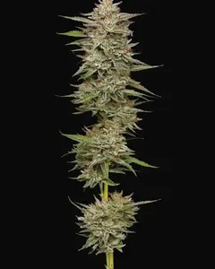 Banana OG