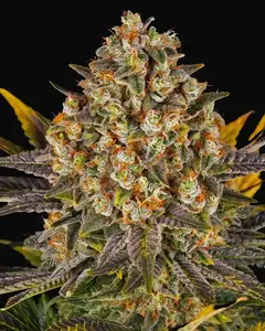 Banana Punch