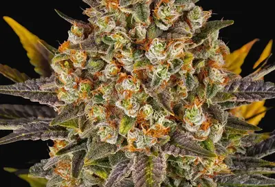 Banana Punch