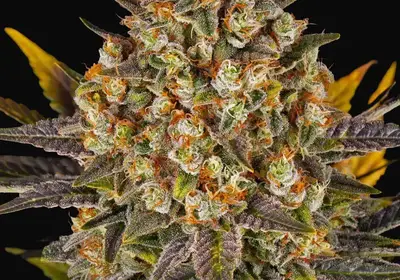Banana Punch