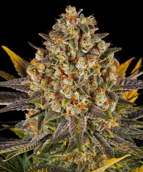 Banana Punch