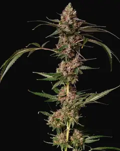 Banana Punch Gelato Auto