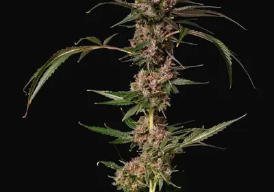 Banana Punch Gelato Auto