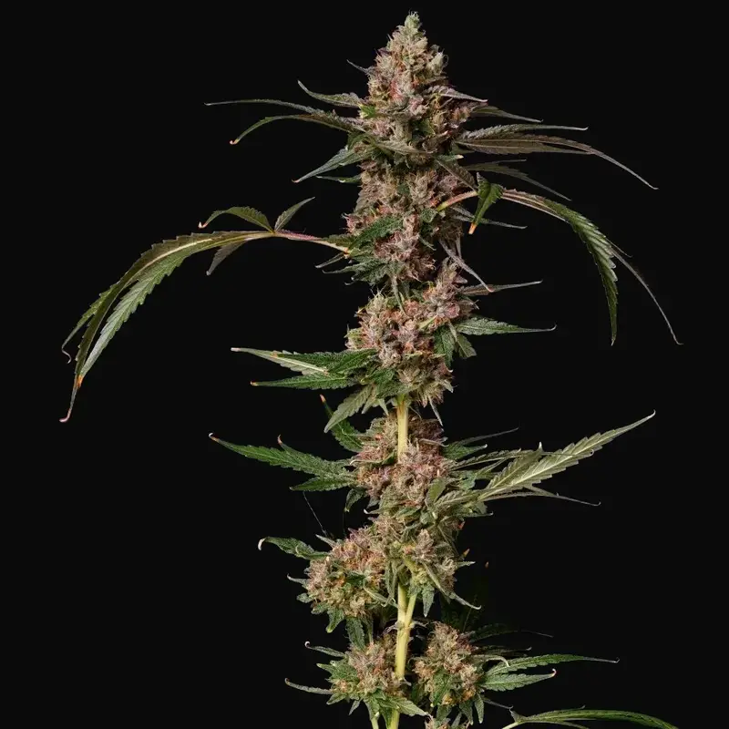 Banana Punch Gelato Auto