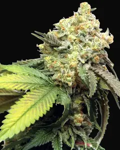 Banana Punch