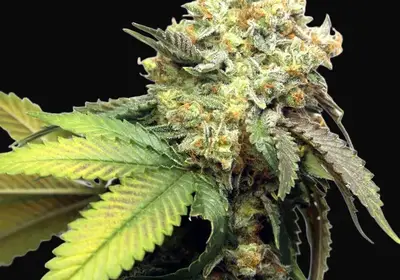 Banana Punch