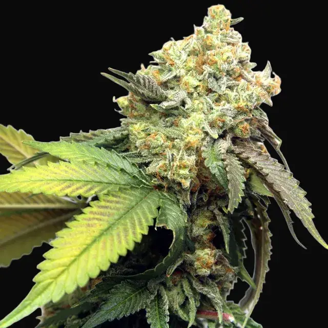 Banana Punch