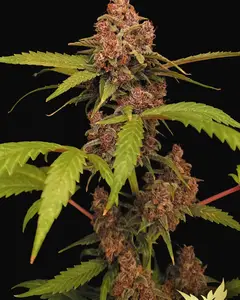 Banana Purple Auto