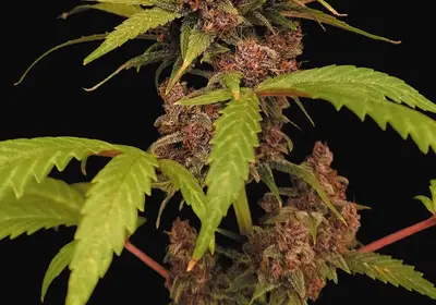 Banana Purple Auto