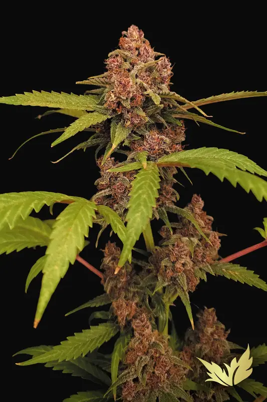 Banana Purple Auto