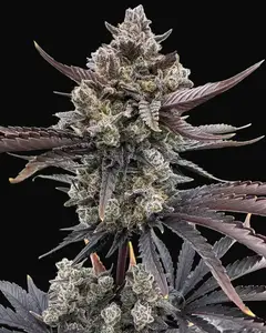 Banana Purple Punch Auto RF3