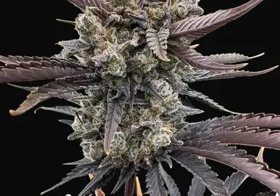 Banana Purple Punch Auto RF3