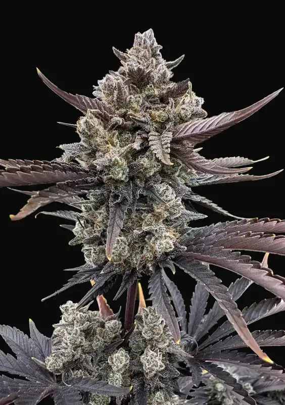 Banana Purple Punch Auto RF3