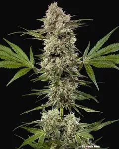 Banana Runtz F1