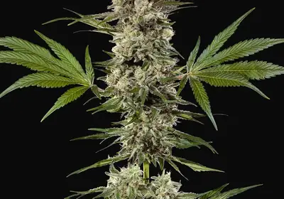 Banana Runtz F1