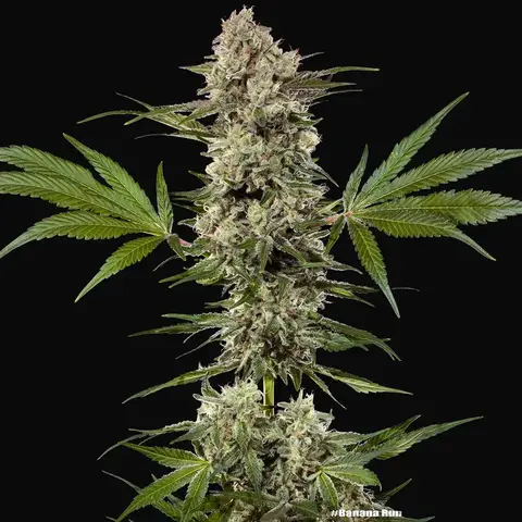 Banana Runtz F1