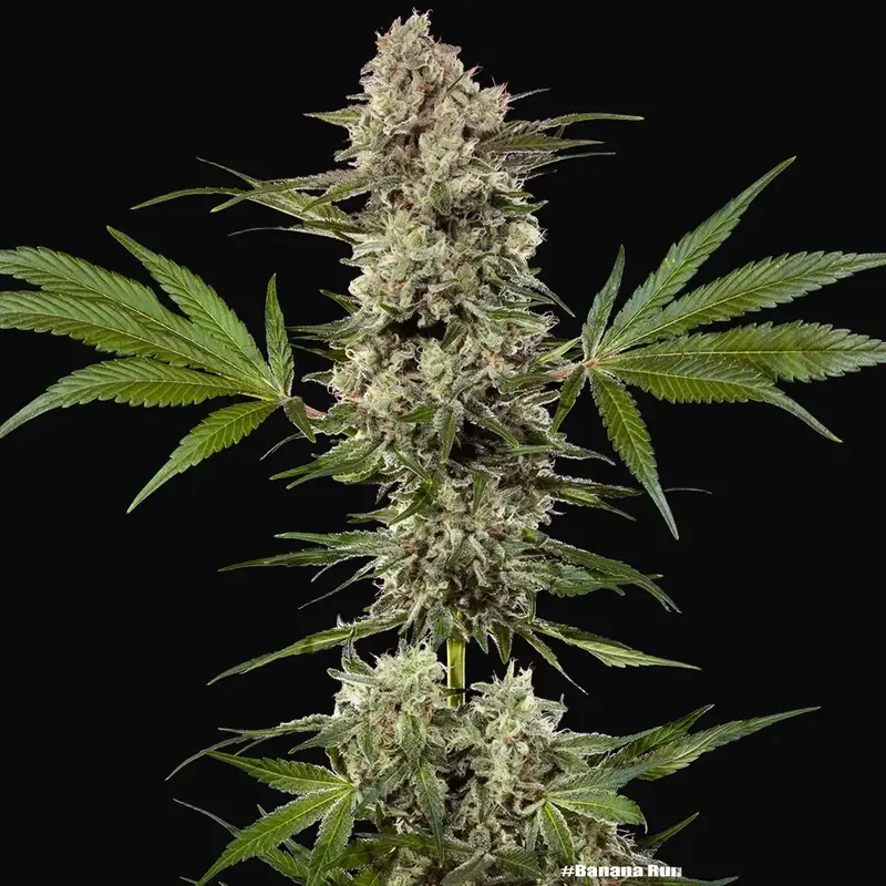 Banana Runtz F1