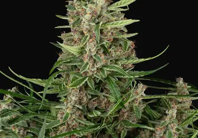 Banana Shake Feminized