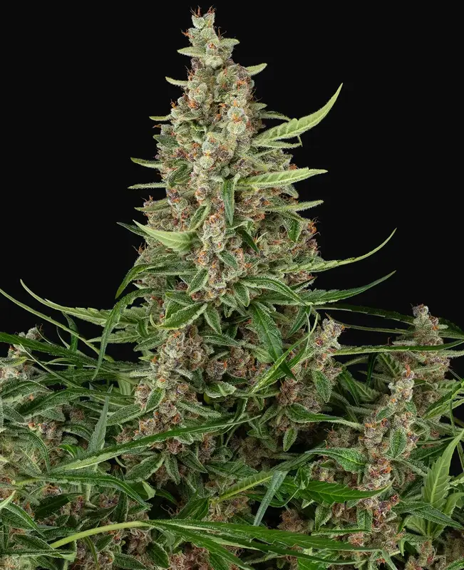Banana Shake Feminized