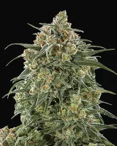 Banana Sherbet
