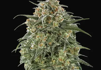 Banana Sherbet