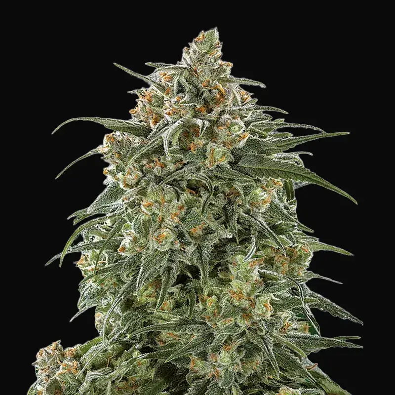 Banana Sherbet