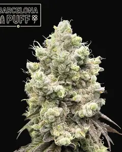 Barcelona Puff