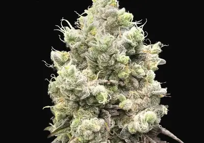 Barcelona Puff