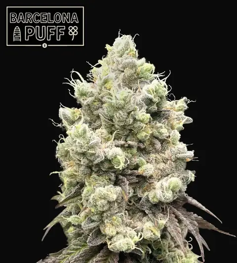 Barcelona Puff